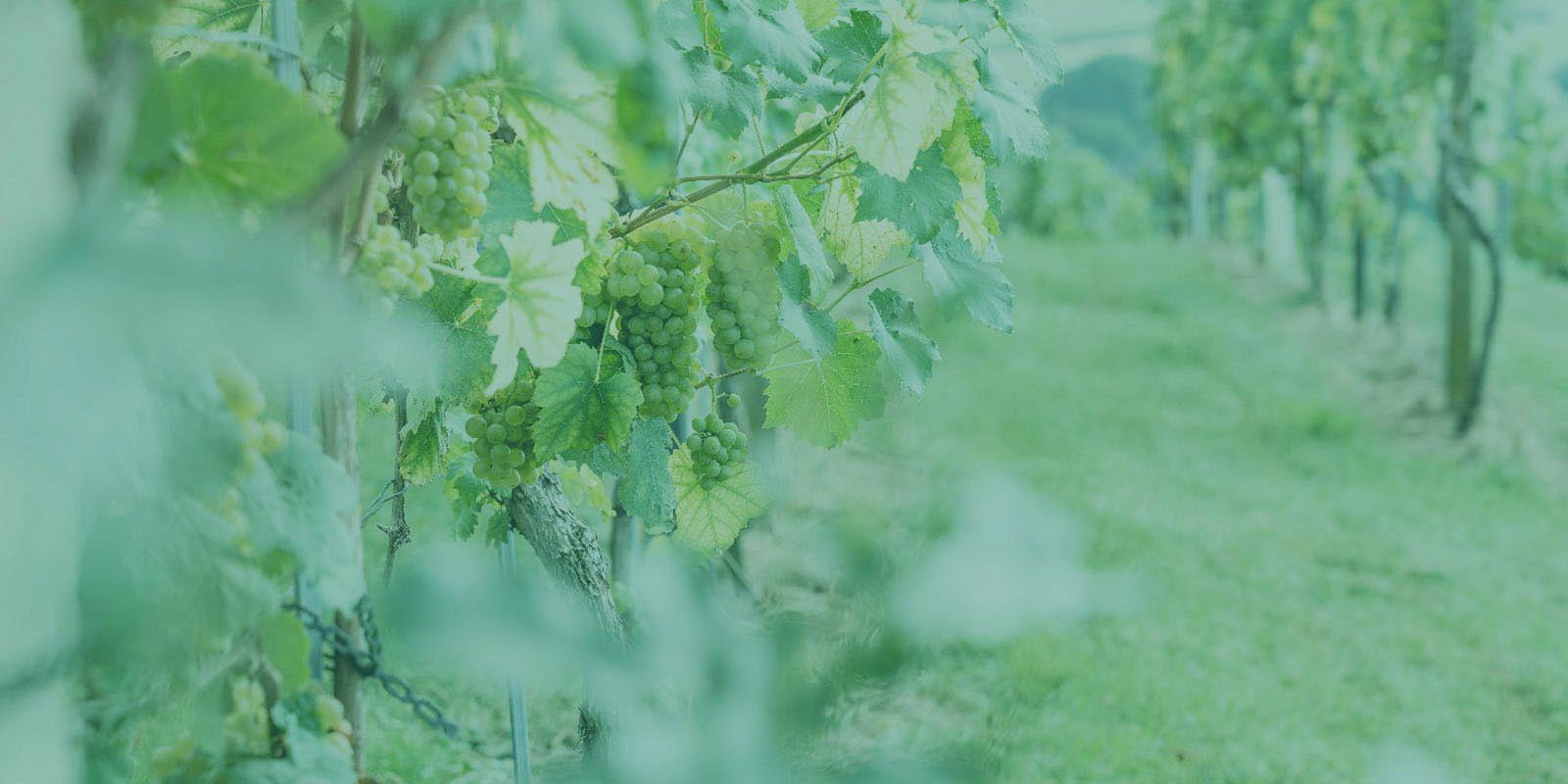 Trauben im Weingarten